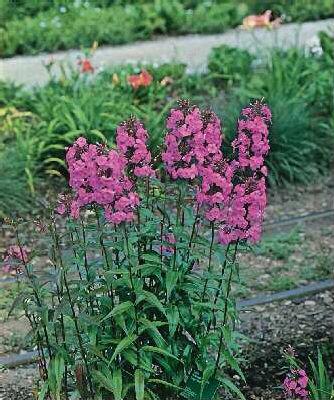 phlox maculata hyb