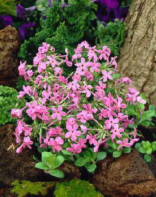 phlox stolonifera 