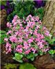 phlox stolonifera 