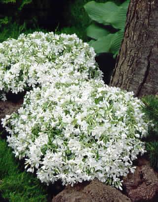 phlox subulata whi
