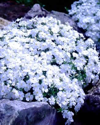 phlox white admira