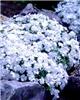 phlox white admira
