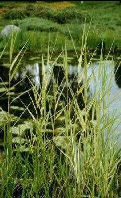phragmites austral
