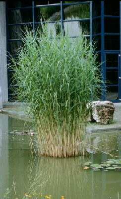 phragmites austral