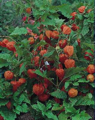 physalis alkekengi
