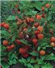 physalis alkekengi
