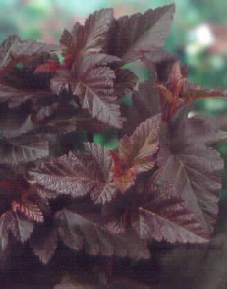 physocarpus opulif