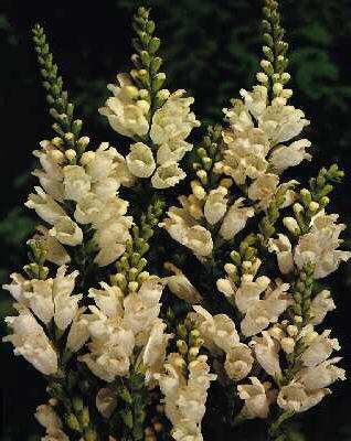 physostegia virgin