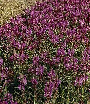 physostegia virgin