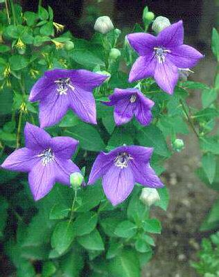 platycodon grandif