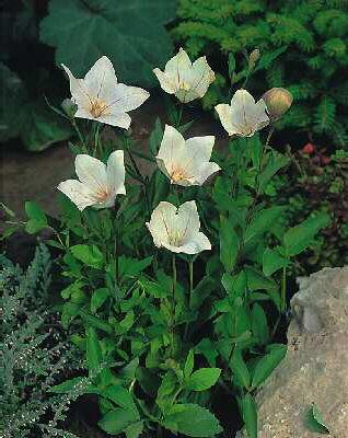 platycodon grandif