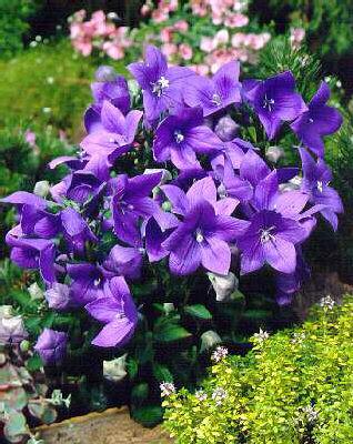 platycodon grandif