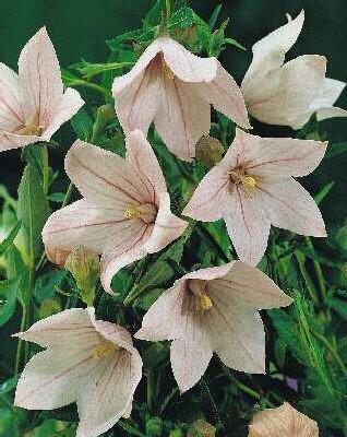 platycodon grandif