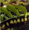 polygonatum multif