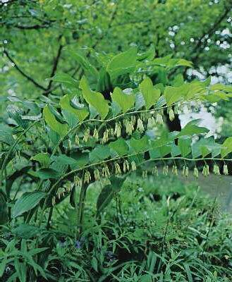 polygonatum odoratum