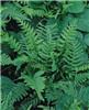 polypodium vulgare