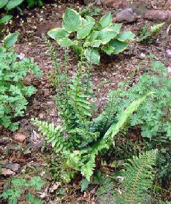 polystichum acrost