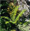 polystichum aculea