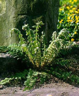 polystichum brauni
