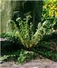 polystichum brauni