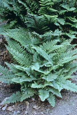 polystichum munitu