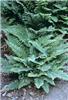 polystichum munitu