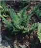 polystichum polybl