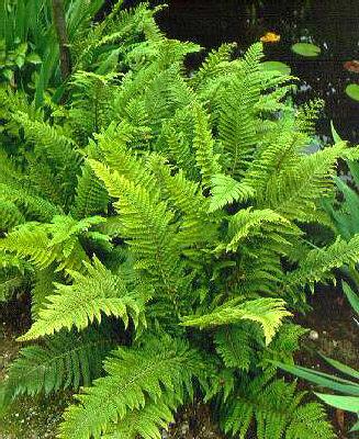 polystichum rigens