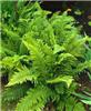 polystichum rigens