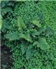 polystichum setife