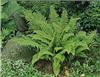 polystichum setife