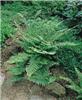 polystichum setife