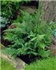 polystichum setife