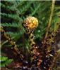 polystichum setife