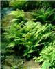 polystichum setife