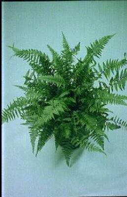 polystichum tsus-s