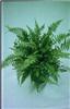 polystichum tsus-s
