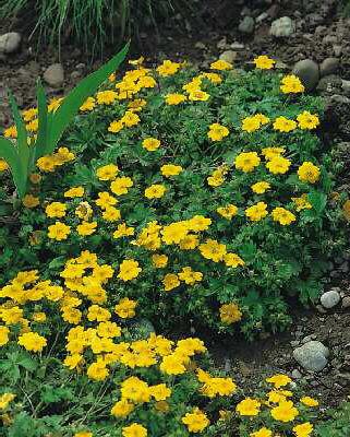 potentilla aurea