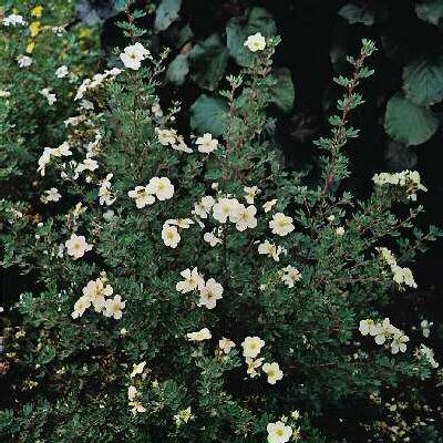 potentilla frutico