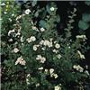 potentilla frutico