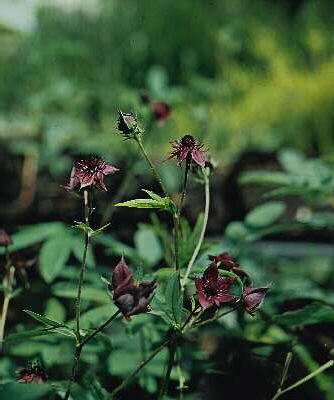 potentilla palustr