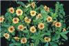 potentilla tonguei