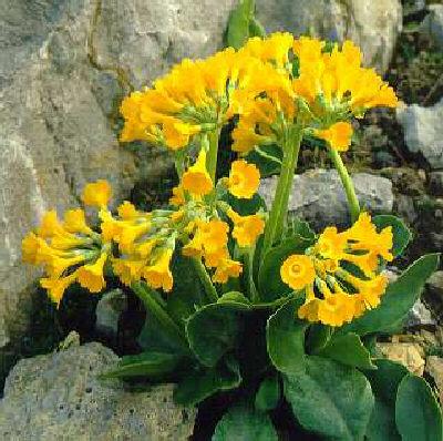 primula auricula