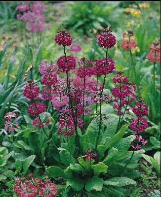 primula beesiana