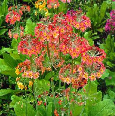 primula bullesiana