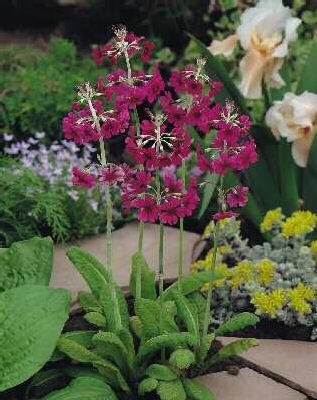primula pulverulen