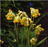 primula veris