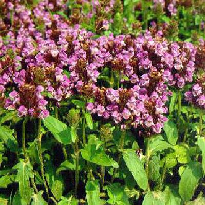 prunella grandiflo