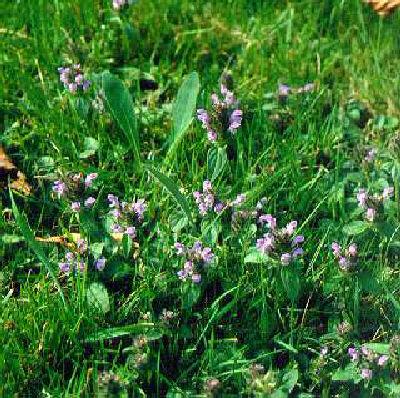 prunella vulgaris