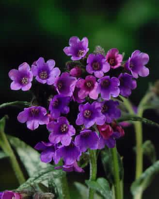 pulmonaria longlif